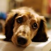 apts salt lake city: dog inside