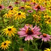 apts utah: flowers1