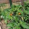 Rent Salt Lake City and Sugarhouse Apartments and Join the Community Garden Craze apts salt lake city: com garden