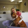 Pet Friendly Apartments in Salt Lake City Fairstone at Riverview Apartments in, UT