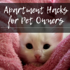 Apartment Hacks for Pet Owners Apartment Tips for Pets
