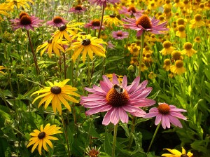 apts utah: flowers1