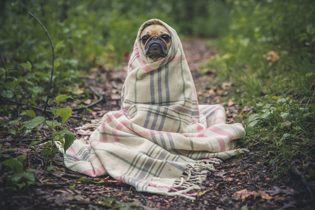 Apartment Pet Hack: live on the first floor!